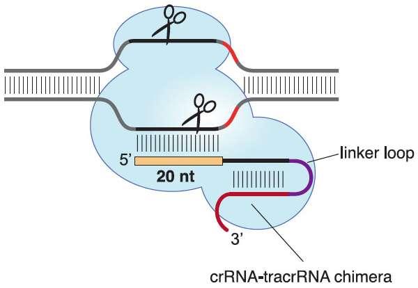 CRISPR/Cas (Clustered Regularly Interspaced Palindromic