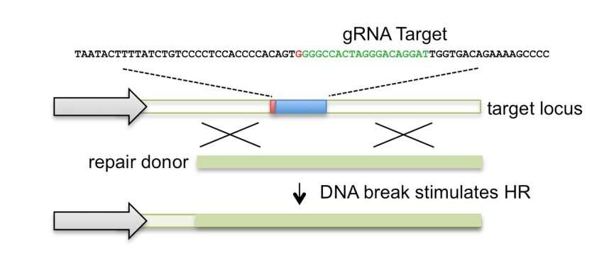 CRISPR/Cas Homology Directed Repair Addressing off target effects: Nickase