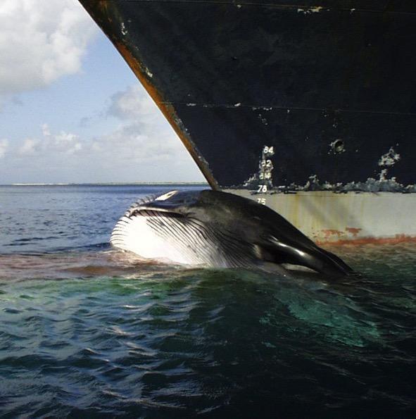 Vessel / Equipment Strikes Documented strikes in coastal waters for whales, dolphins, turtles, manatees, & sturgeon If project is within manatee habitat