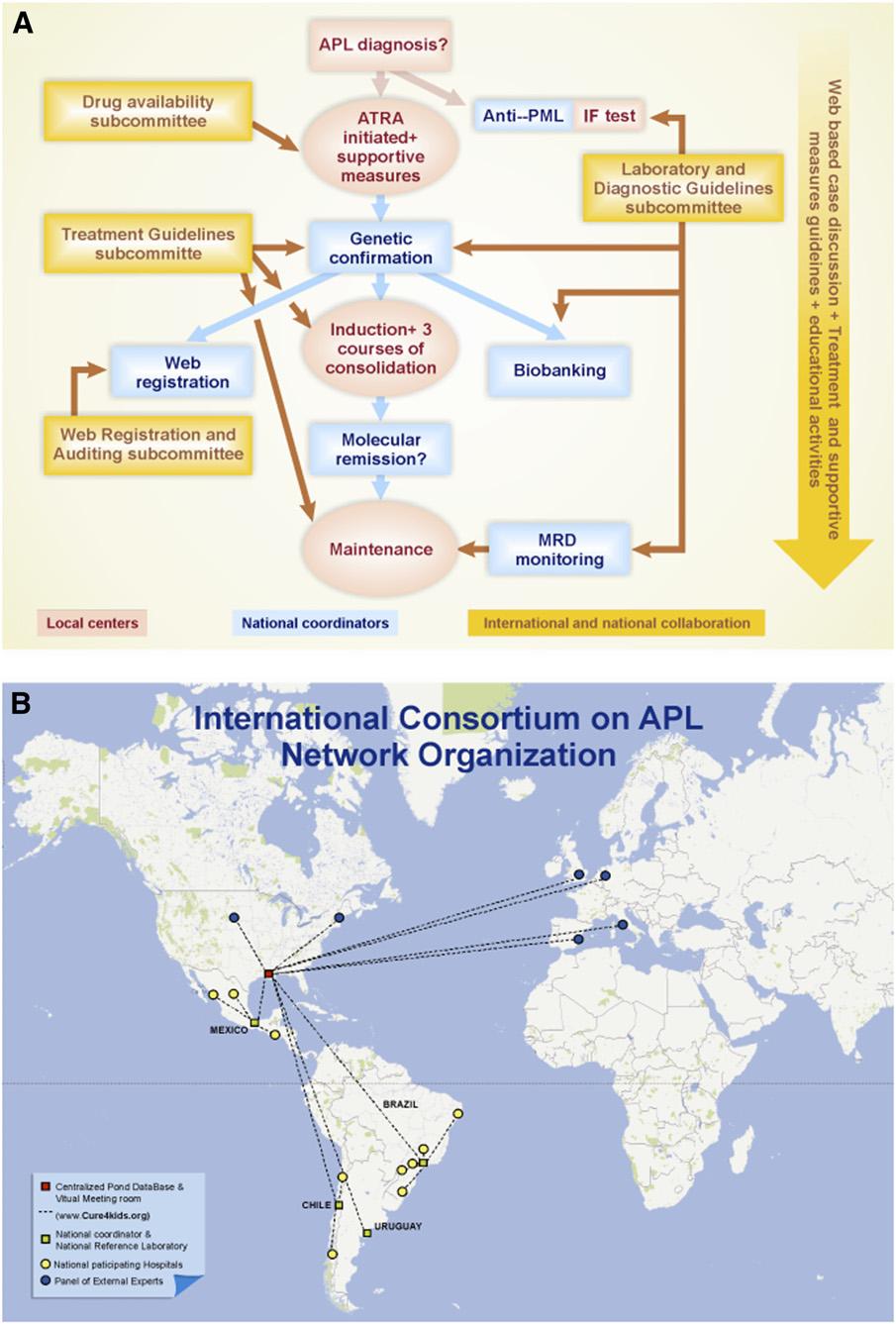 BLOOD, 14 MARCH 2013 x VOLUME 121, NUMBER 11 IMPROVING APL OUTCOME IN DEVELOPING COUNTRIES 1937 Figure 1. Organization of the IC-APL network for the diagnosis and treatment of a given case of APL.