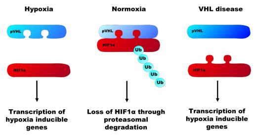 Hemangioblastom a DNA genetic cod