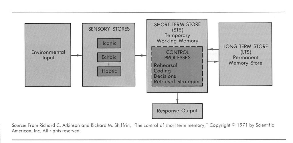 Modal Model of Memory Atkinson & Shiffrin