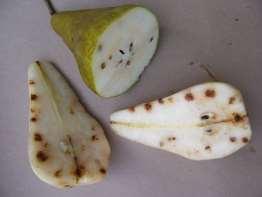 Pear (Pyrus communis): cork spot Immobile Nutrient Boron B-induced crinkling of young leaves due to patches of cells