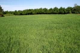 Soil ph Wheat