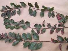 Mobile nutrient: symptoms at plant base Flowering plum (Prunus x blireana) N Deficiency