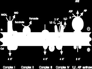 Aerobic and Anaerobic ATP Production Glycolysis ß-Oxidation