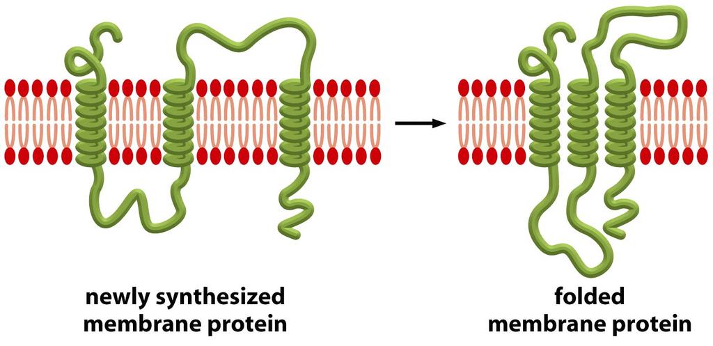 Steps in the Folding of a Multipass Transmembrane Protein Figure 10-25 When the newly synthesized transmembrane α helices are released into the lipid bilayer,