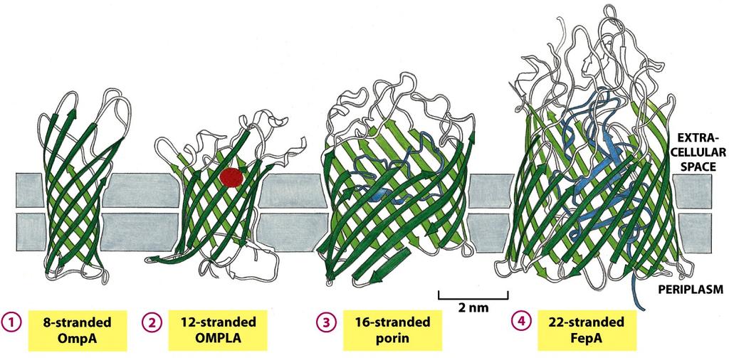 Some β Barrels Form Large Transmembrane Channels Figure 10-26 β barrels formed from different numbers of β strands: (1) The E. coli OmpA protein serves as a receptor for a bacterial virus. (2) The E.