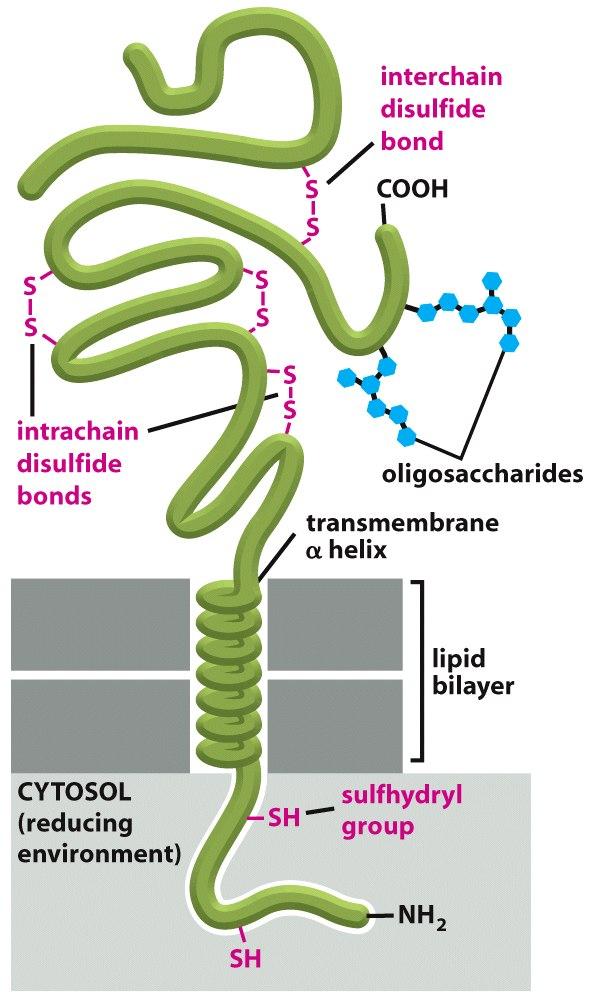 Many Membrane Proteins Are Glycosylated As in glycolipids, the sugar residues of glycoproteins are added in the lumen of the ER and the Golgi apparatus.