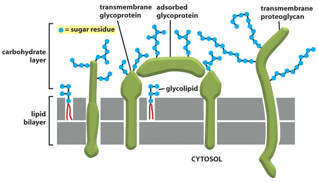 (B) The carbohydrate layer is made up of the oligosaccharide side chains of glycolipids and integral membrane