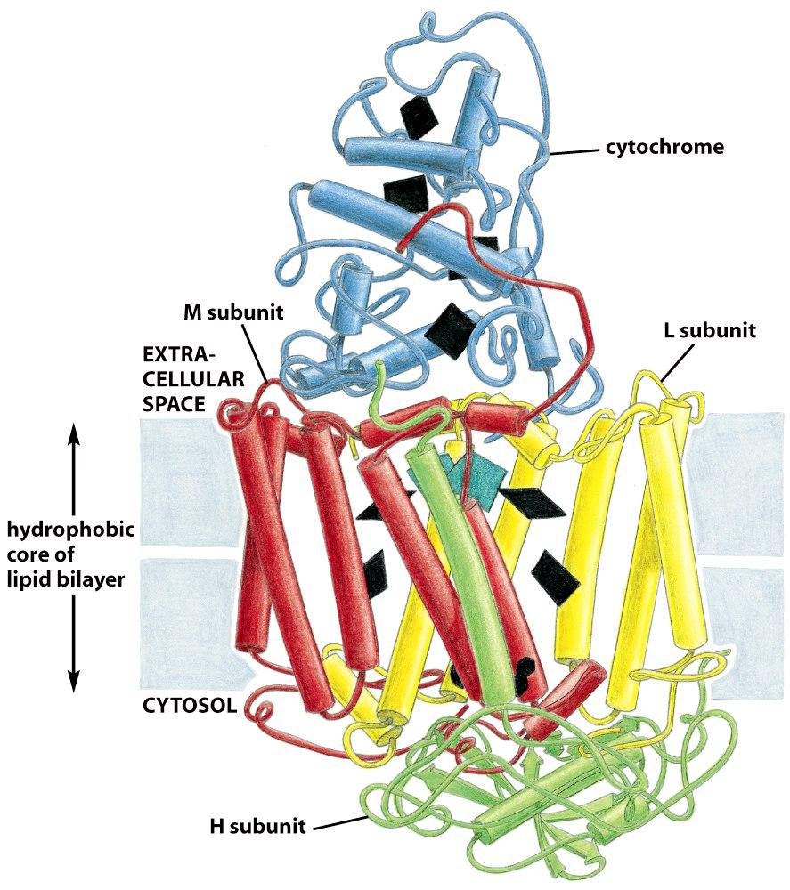 Membrane Proteins Often Function as Large Complexes The 3D structure of the photosynthetic reaction center of the bacterium Rhodopseudomonas viridis.