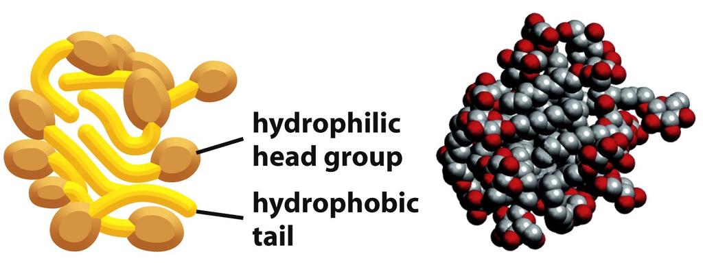 Detergent micelles have irregular shapes. Due to packing constraints, the hydrophobic tails are partially exposed to water.