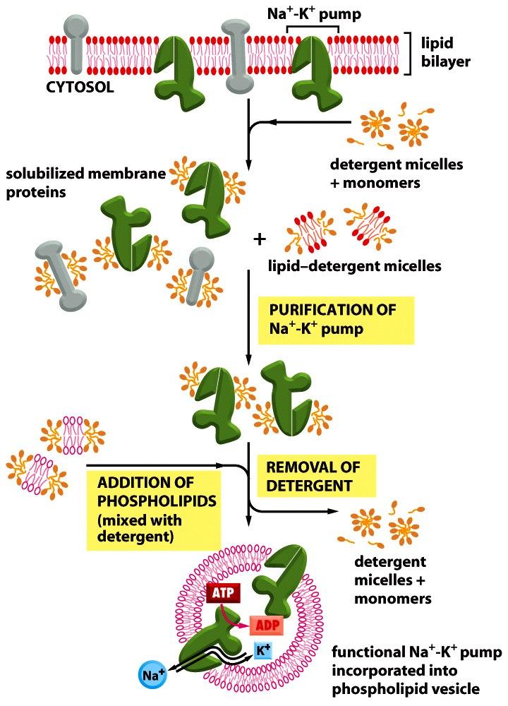 An example of using mild nonionic detergents for solubilizing, purifying, and reconstituting functional membrane protein systems.