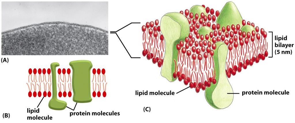 Three Views of a Cell Membrane Figure 10-1 The lipid bilayer provides the basic structure of biological membranes; The membrane