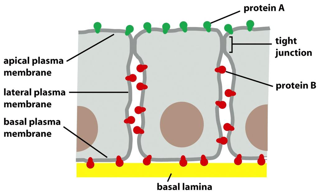 Cells Can Confine Proteins and Lipids to Specific Domains Within a Membrane In an epithelial cell, protein A and protein B can diffuse laterally in their own domains but are prevented from entering