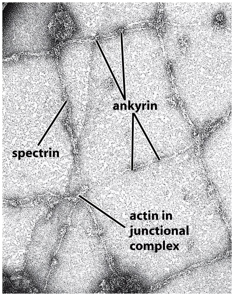 The junctional complexes are composed of short actin filaments, band 4.1, adducin, and a tropomyosin molecule.