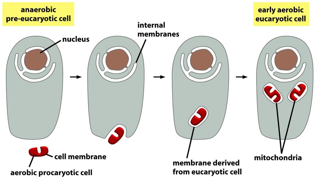 (B) Figure 12-4 (B) Mitochondria (and plastids) are thought to have originated when a bacterium was engulfed by a larger preeucaryotic cell.