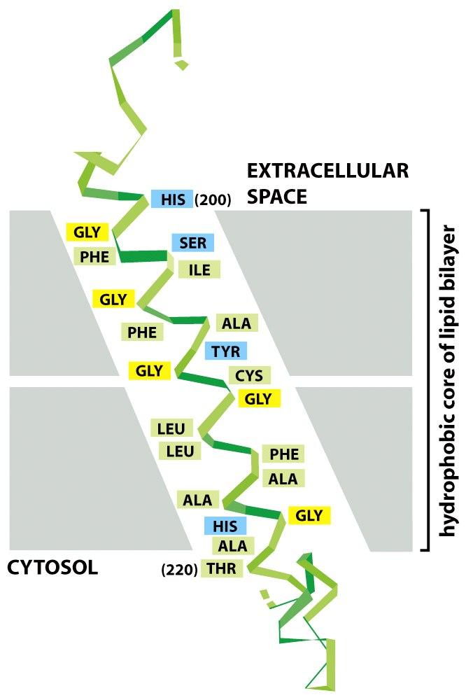 In Most Transmembrane Proteins the Polypeptide Chain Crosses the Lipid Bilayer in an α-helical Conformation A segment of a transmembrane polypeptide chain of the bacterial photosynthetic