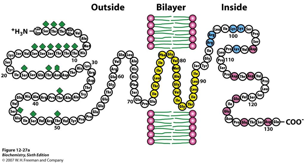 Locating the Membrane-Spanning Helix of Glycophorin Glycophorin A from the red blood cell membrane!