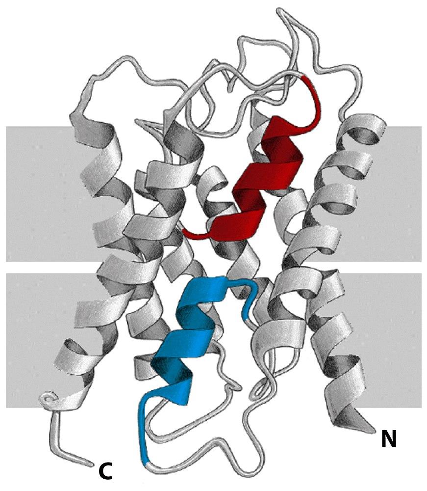 An Example of Helices that Extend only Part Way Across the Lipid Bilayer Two α helices in the aquaporin water channel, each of which spans only halfway through the lipid bilayer.