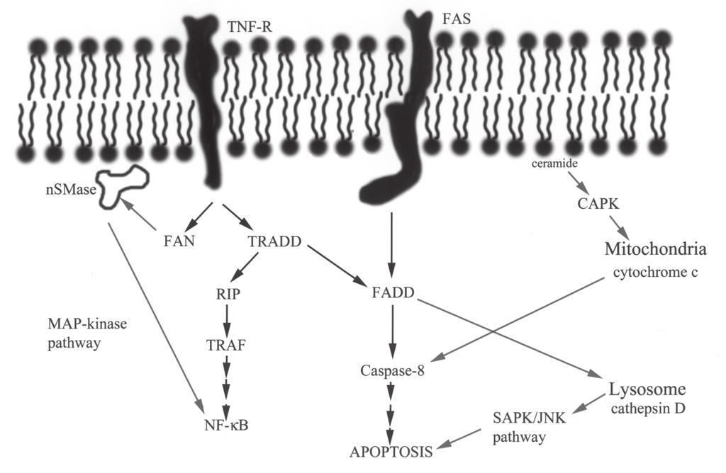 FIGURE 8. Schematic representation of some of the possible ceramide signaling pathways.