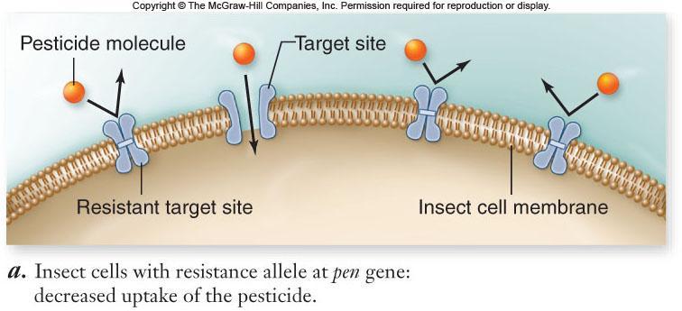 Housefly has pesticide resistance
