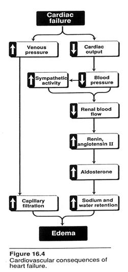 Hemodynamic Changes BP is well maintained in CHF: - sympathetic tone (tachycardia) - parasympathetic tone - activation of renin-angiotensin system -