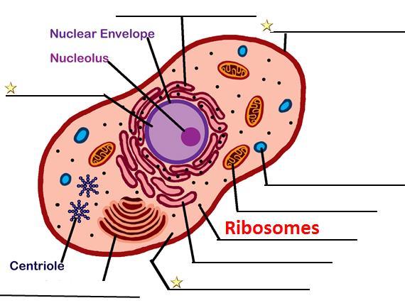 The workers in the assembly line of a factory are responsible for building the products for the factory. This is very similar to the role of ribosomes in cells.