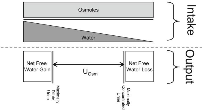 2 Disorders of Water Metabolism 31 Fig. 2.1 Daily balance of solute and water. The body maintains water and solute balance by excreting an amount equal to the daily oral intake.