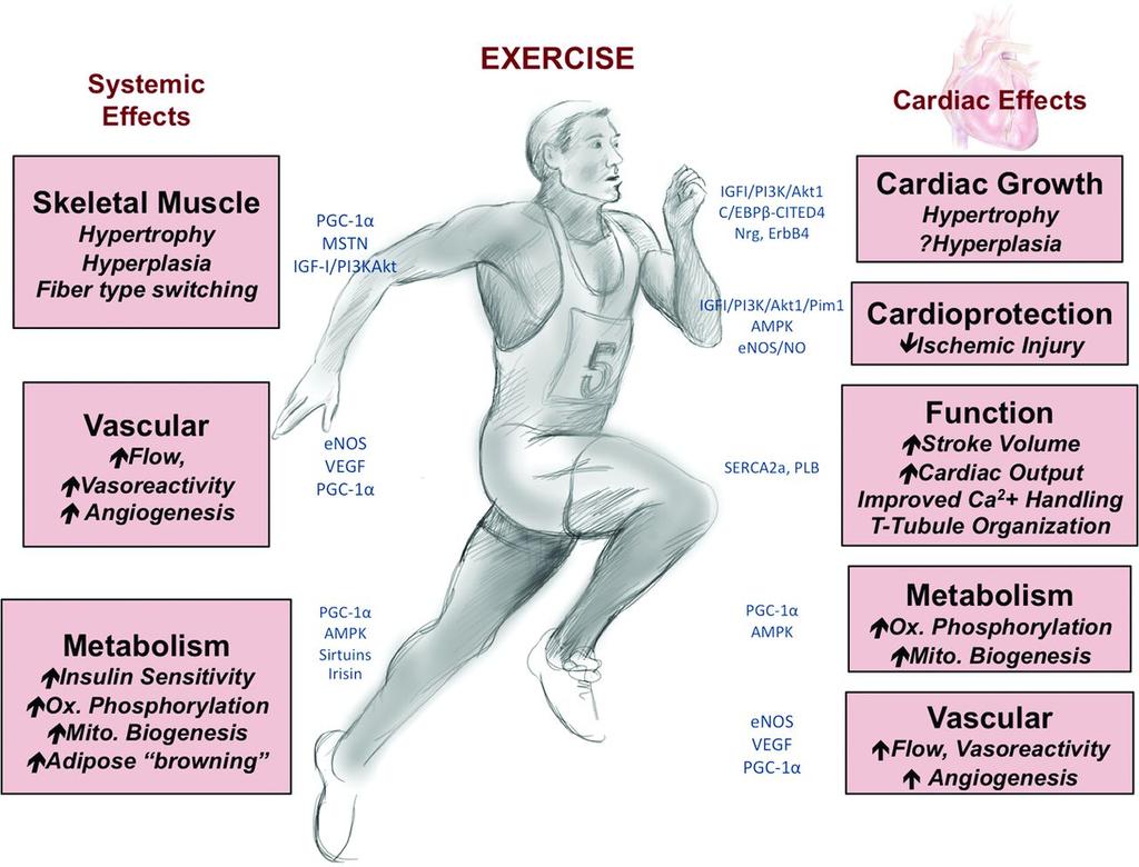 Exercise is Medicine Increases Exercise Capacity Cardiac Output Tissue 02 Extraction V02 Maximum Endothelial Function Plasminogen Activator HDL Cholesterol Insulin