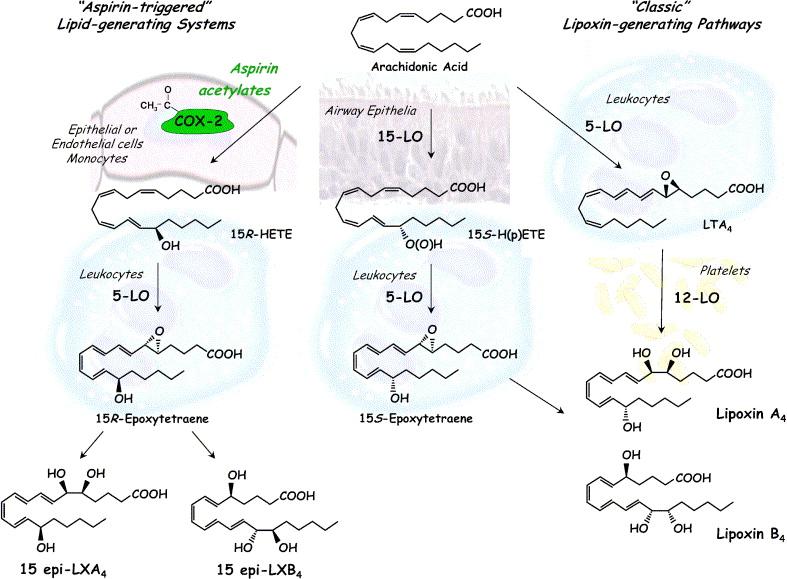 Transcellular formation of lipoxins Chiang et