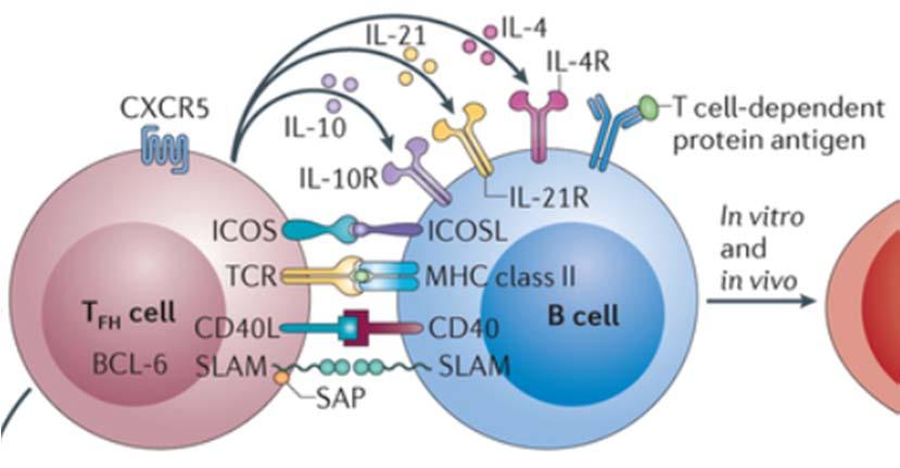 IDH2 Mutations in T Cell Lymphoma T follicular helper CD4+ cells (TFH) TFH like lymphoma