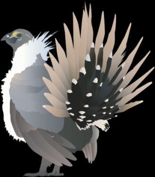 Sage Grouse Glossary 1. Annual A plant that sprouts from seed, reproduces, and dies within the same year 2.