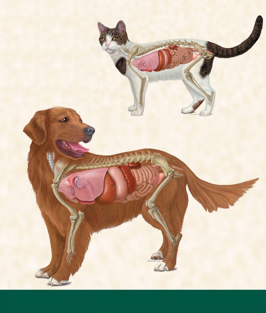Feline Hepatic Feline Renal Whole Food Ingredients to Healthy System Function Canine Thyroid Feline Cardiac Feline Enteric What is a Whole Food Supplement?
