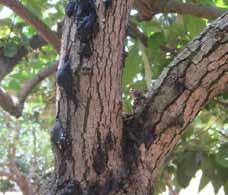 host trees such as avocado (Fig. 1). Figure 1: Shot hole borer attack on persimmon branches with the typical black gum pitchout.