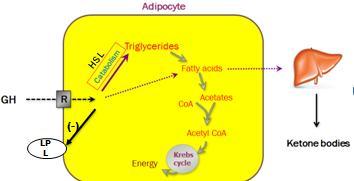 GH Enhances Fat Utilization for Energy first of all, this part was not fully understood in the lec, but here is all what we got: - lipolytic means utilizing or using free fatty acids in order to get