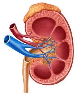 THE EXCRETORY SYSTEM 1. Identify and give functions for each of the following: -kidney -ureter -urethra -urinary bladder -renal cortex -renal medulla -renal pelvis 2.