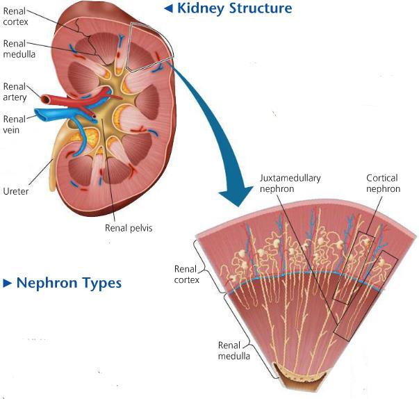 Each kidney has an outer renal cortex and an inner renal medulla. Both regions are supplied with blood by the renal artery and drained by a renal vein.