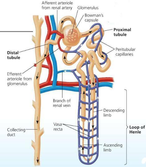 Nephron Anatomy Study the diagram of the anatomy of the nephron below: Three major regions of the nephron include the proximal tubule, the loop of Henle (descending/ascending) and the distal tubule.