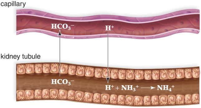 ph Control of Blood by the DCT of the Nephron Two possible scenarios: CAPD a) Blood is too acidic: H + and NH3 + are excreted and HCO3 - are reabsorbed. This creates an acidic urine.
