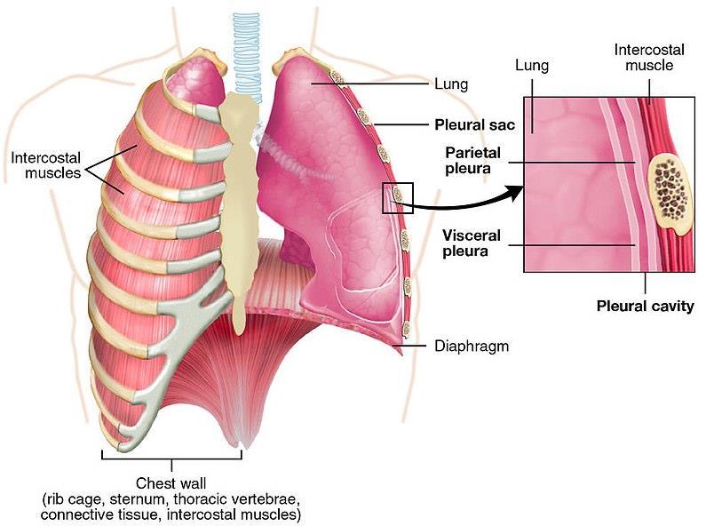 Functions of the Pleural Membranes a) seals the pleural cavity. b) maintains negative pressure around the lungs preventing them from collapsing. c) reduces friction.