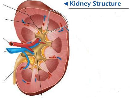12. Label the following structures on a typical kidney and list THREE ways that blood in the renal vein is different from that in the renal artery. (9) 13.