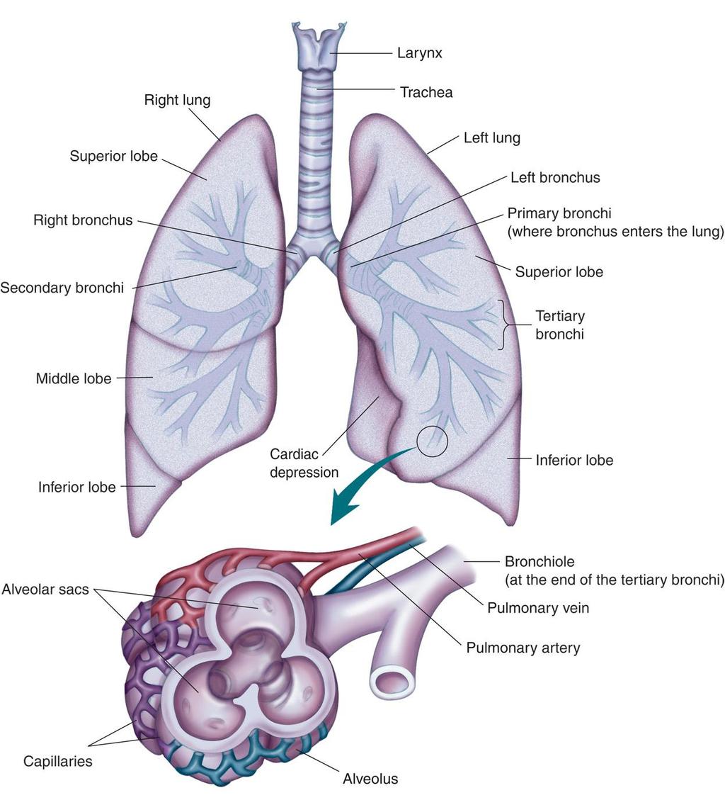 The larynx, trachea, bronchi, and lungs with an expanded view