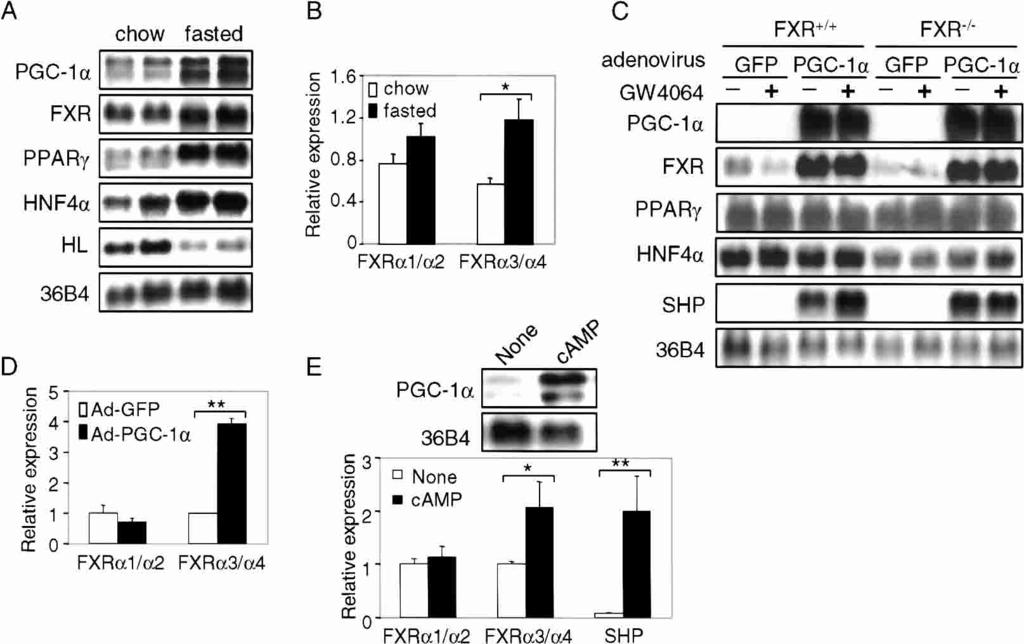 PGC-1, FXR, and triglyceride metabolism Figure 1. Fasting and PGC-1 induce FXR mrna levels. (A) Northern blot analysis of gene expression in fasted livers.