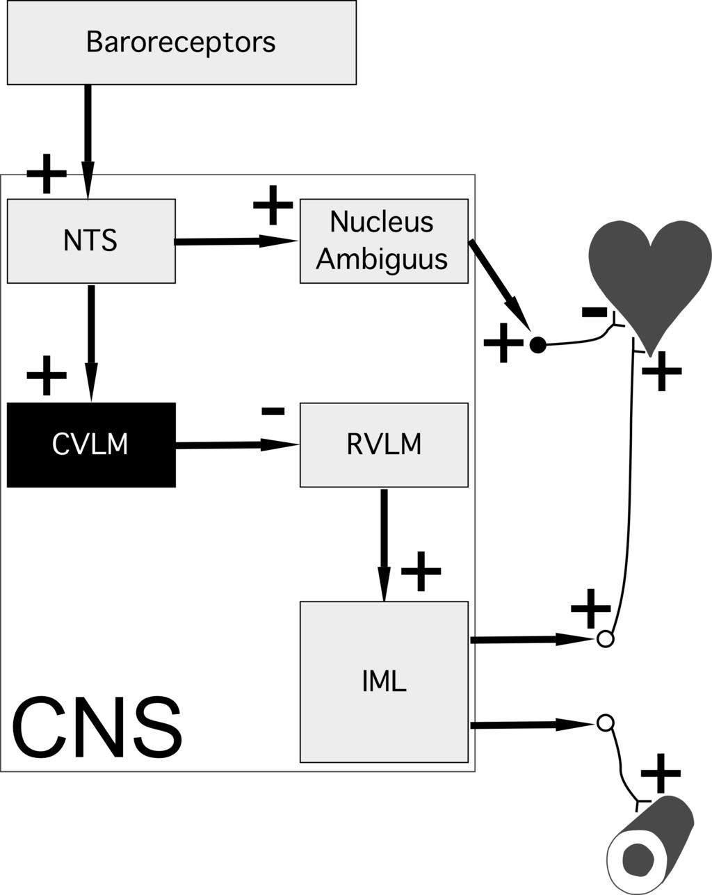 ventrolateral medulla This diagram summarizes the