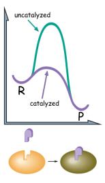Chapter 10 Enzymes Chapter bjectives: Learn about the general characteristics of enzyme catalysts. Learn about catalytic efficiency, specificity and enzyme regulation.