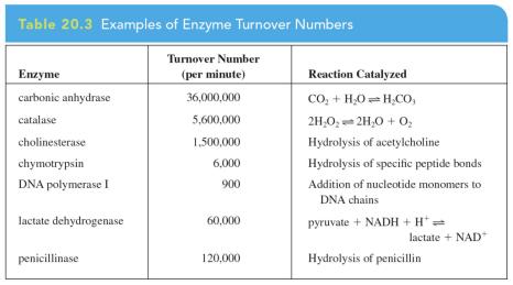 Enzyme Activity 27 Enzyme Activity Enzyme activity refers to the catalytic ability of an enzyme to increase the rate of a reaction.