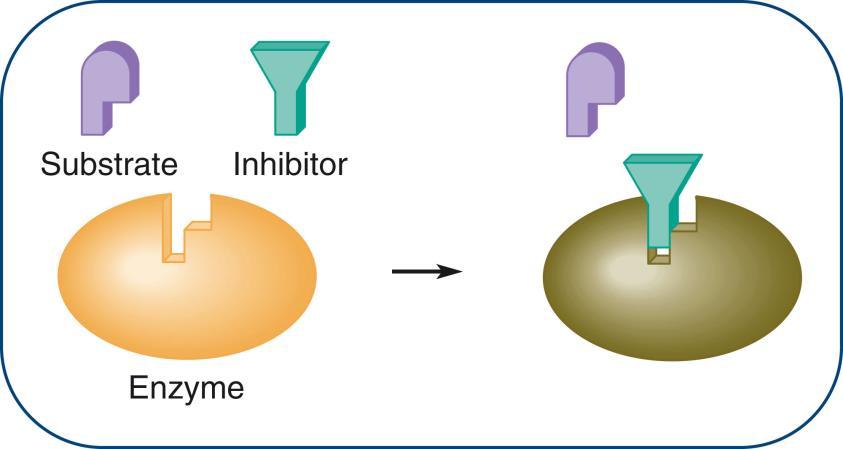 Enzyme Inhibition Reversible Inhibition A reversible inhibitor binds reversibly to an enzyme, establishing an equilibrium between the bound and unbound inhibitor: E + I EI nce the inhibitor combines