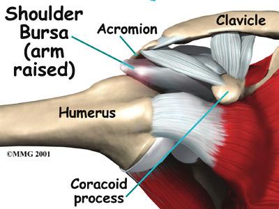 As the arm is raised, the rotator cuff also keeps the humerus tightly in the socket of the scapula. The upper part of the scapula that makes up the roof of the shoulder is called the acromion.