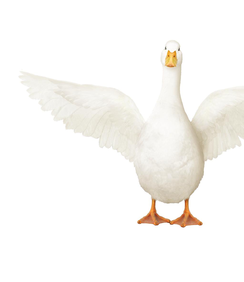 Aflac Group Critical Illness Advantage INSURANCE PLAN INCLUDES BENEFITS FOR CANCER We help take